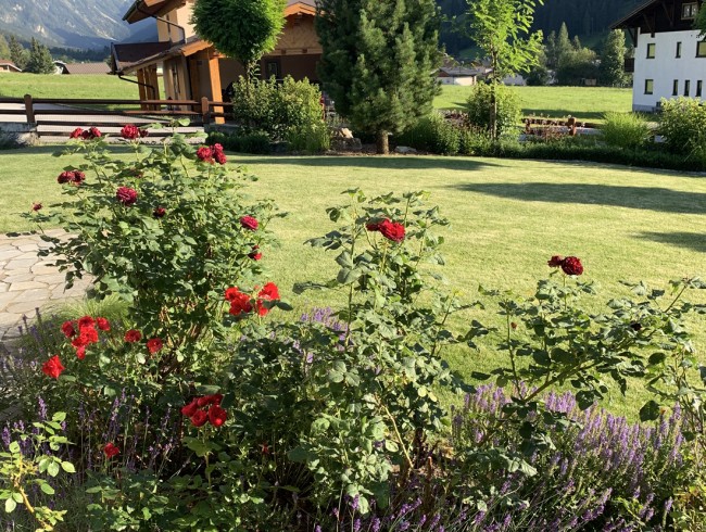 Sonniger Rosengarten